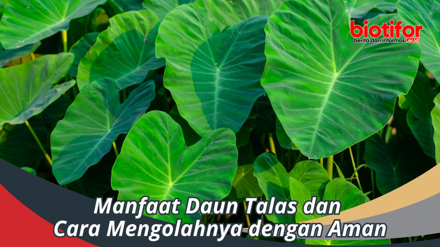 Manfaat Daun Talas Dan Cara Mengolahnya Dengan Aman Biotifor