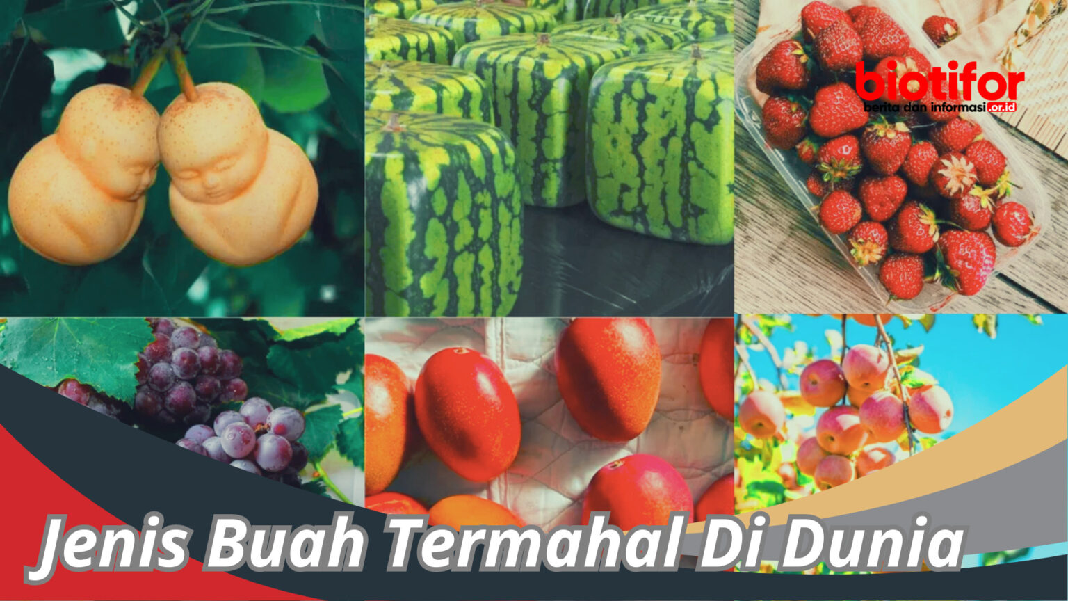 Jenis Buah Termahal Di Dunia Dan Harganya Yang Fantastik