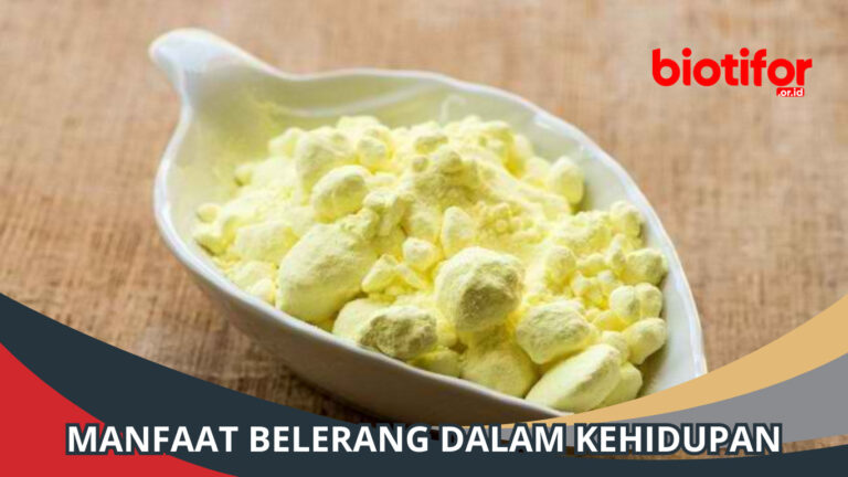 Manfaat Belerang Segala Hal Yang Perlu Kamu Ketahui Biotifor