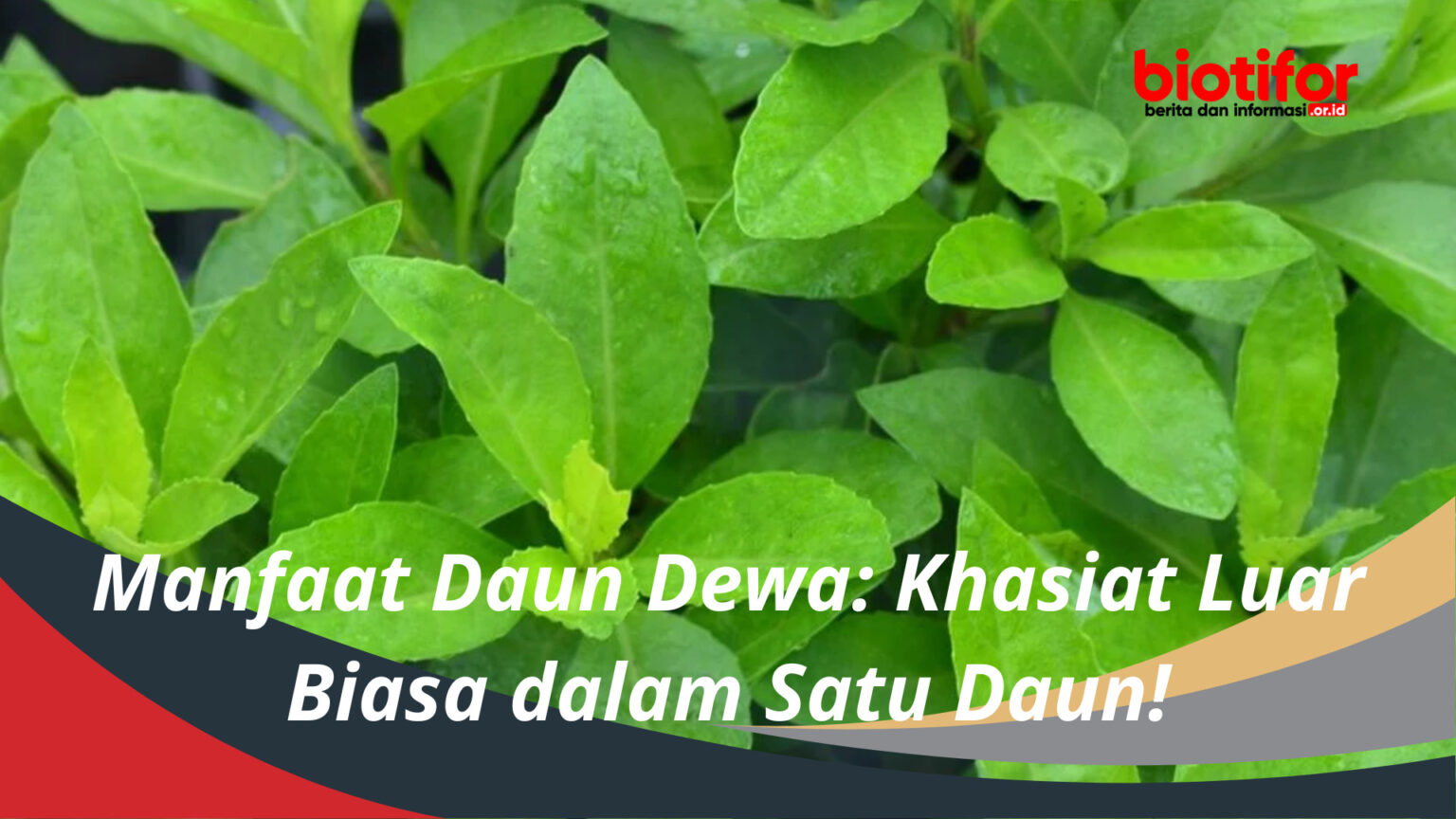 Manfaat Daun Dewa Khasiat Luar Biasa Dalam Satu Daun Biotifor