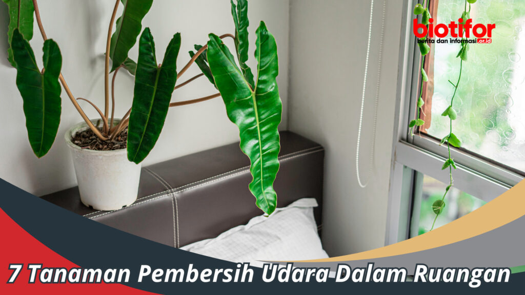 Tanaman Pembersih Udara Dalam Ruangan Biotifor