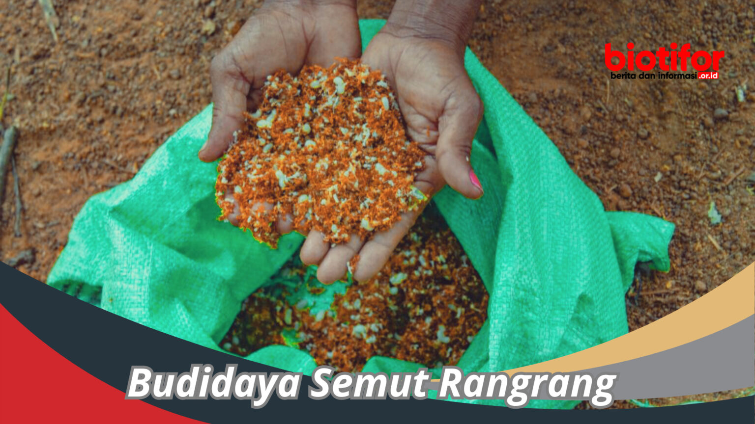 Budidaya Semut Rangrang Panduan Lengkap Untuk Pemula