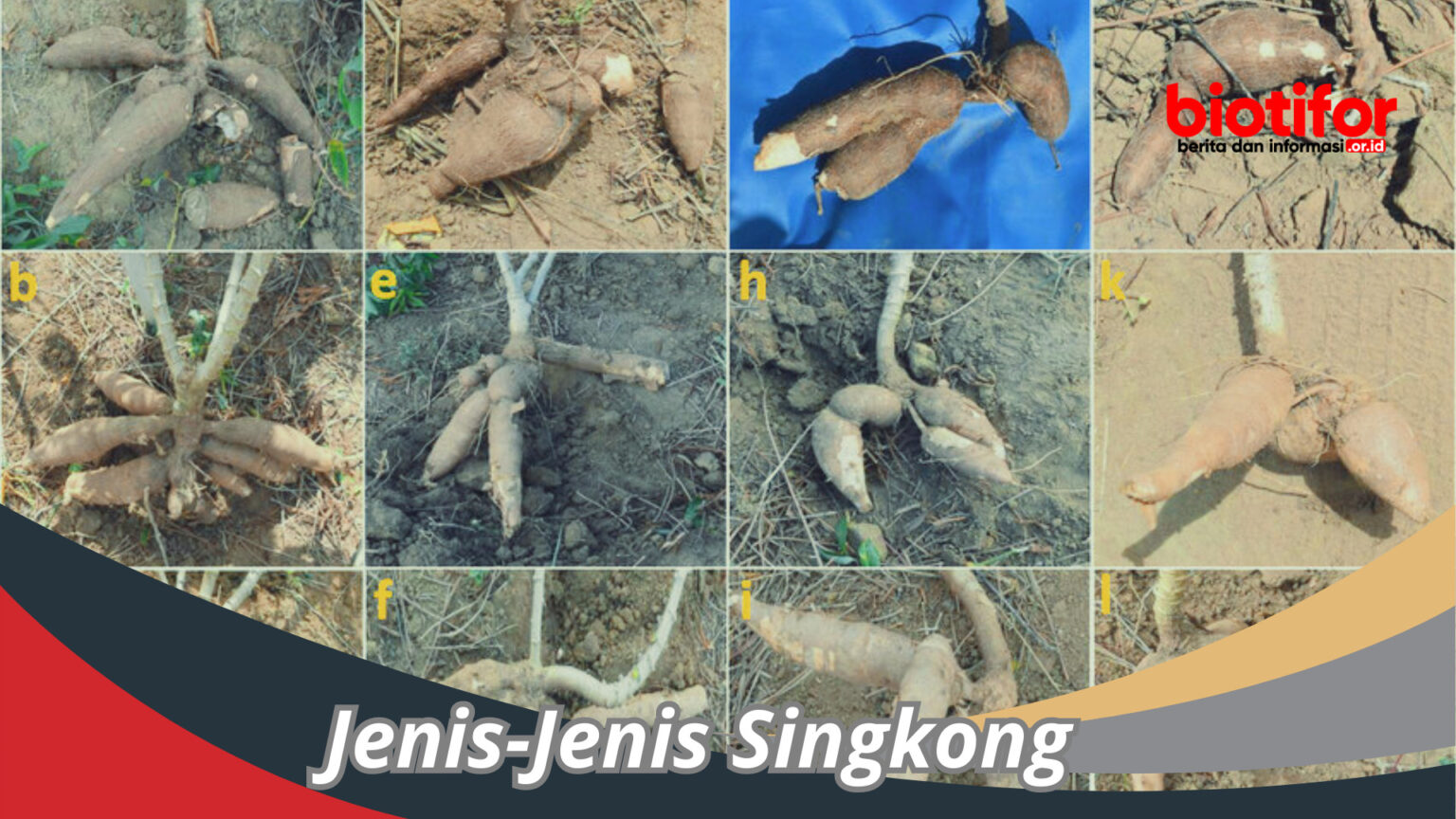 Jenis Jenis Singkong Menjelajahi Ragam Varietas