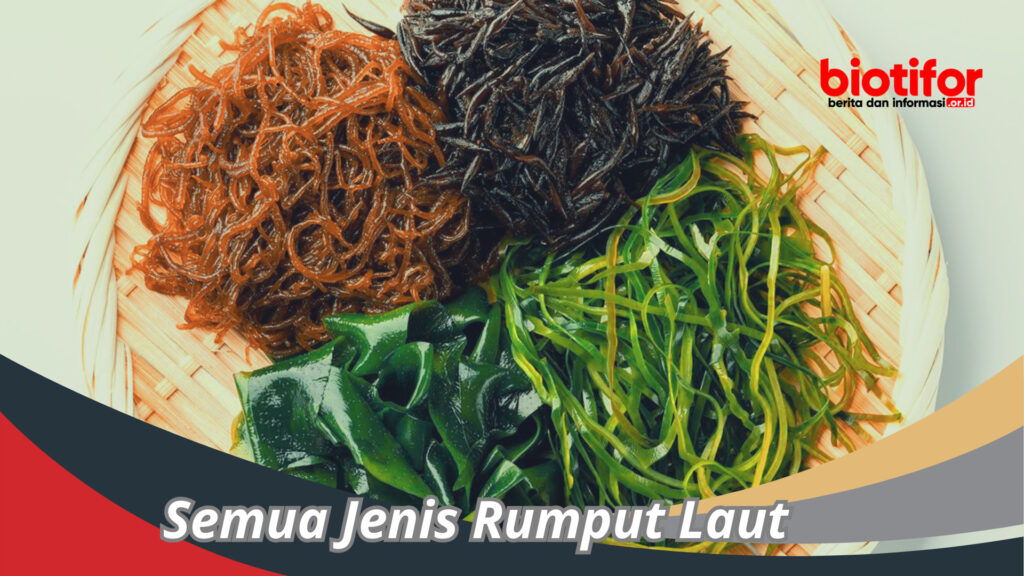 Hewan Teripang Manfaat Dan Perannya Dalam Ekosistem Laut Biotifor