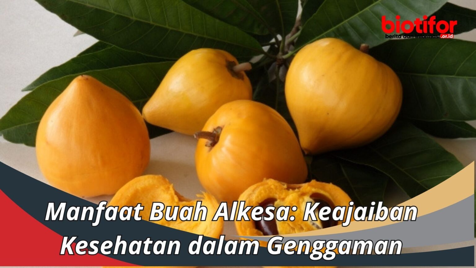 Manfaat Buah Alkesa Keajaiban Kesehatan Dalam Genggaman Biotifor