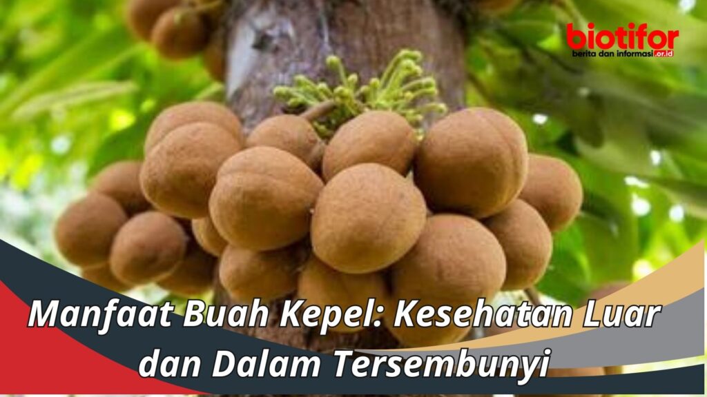 Manfaat Buah Kepel Kesehatan Luar Dan Dalam Tersembunyi Biotifor