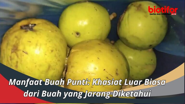 Manfaat Buah Punti Khasiat Luar Biasa Dari Buah Yang Jarang Diketahui