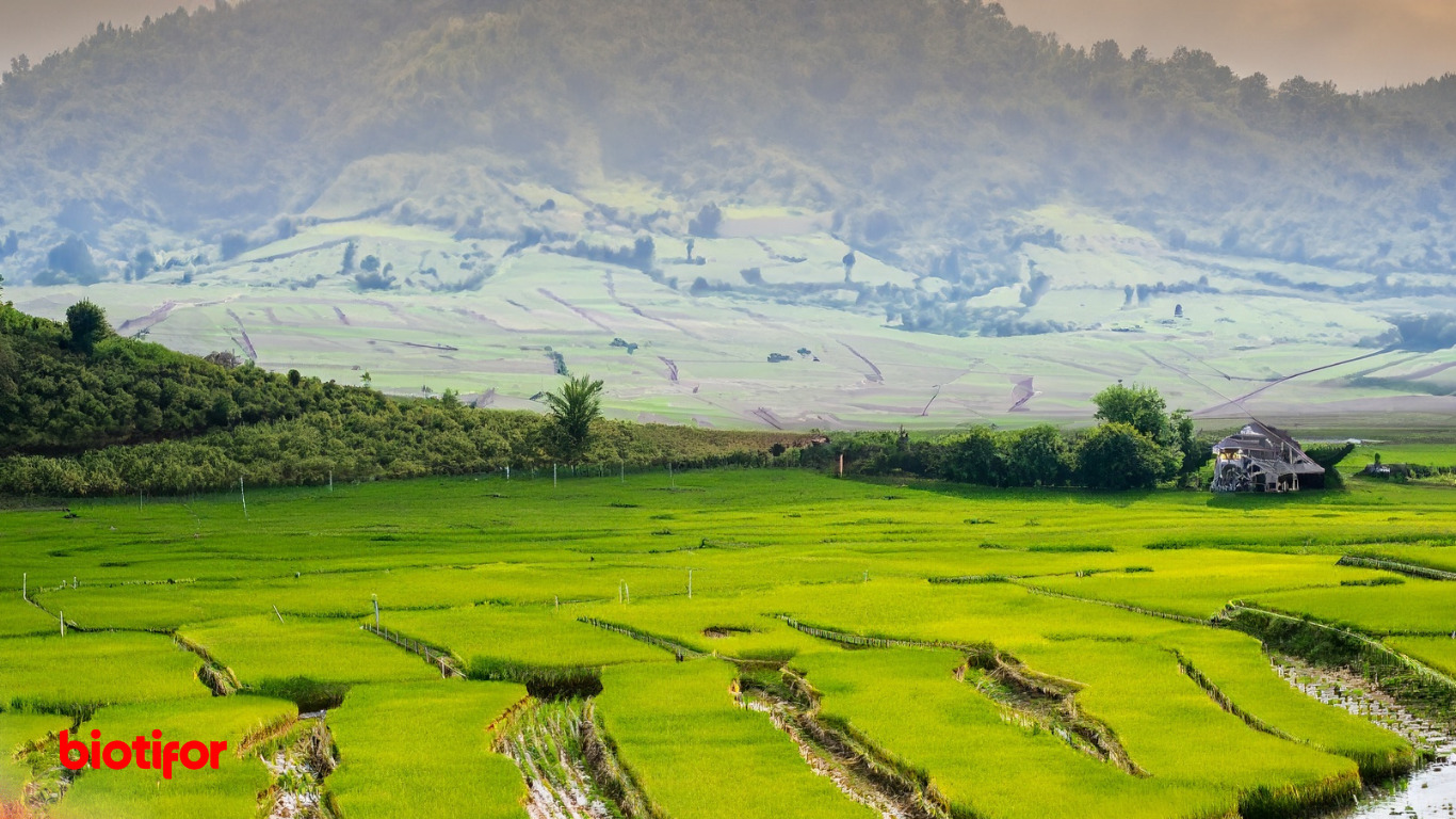 Rantai Makanan Di Sawah Ekosistem Demi Keseimbangan Alam Biotifor