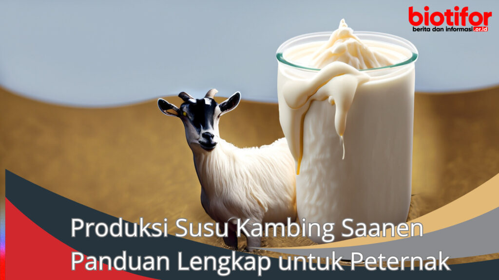 Produksi Susu Kambing Saanen Panduan Lengkap Untuk Peternak