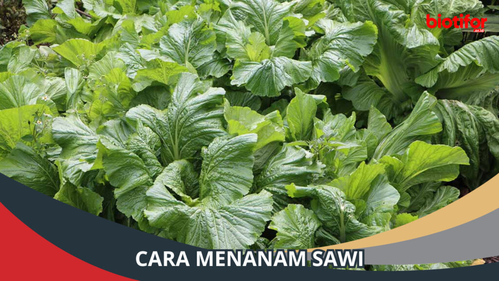 Cara Menanam Sawi Panduan Lengkap Untuk Pemula Biotifor