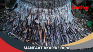 Manfaat Akar Kelapa Khasiat Luar Biasa Yang Tersembunyi Biotifor