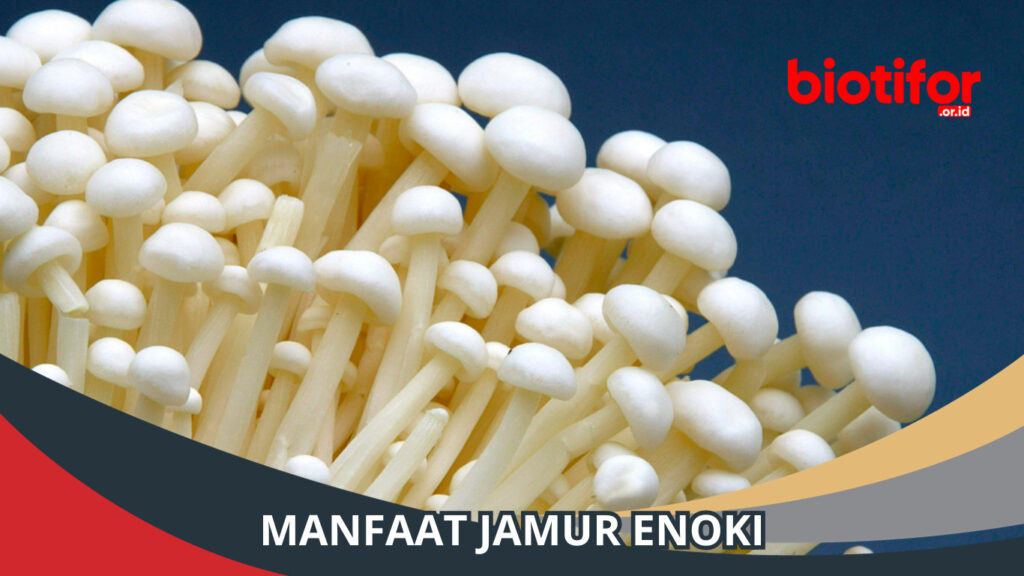 Manfaat Jamur Enoki Bagi Kesehatan Kita Simak Biotifor