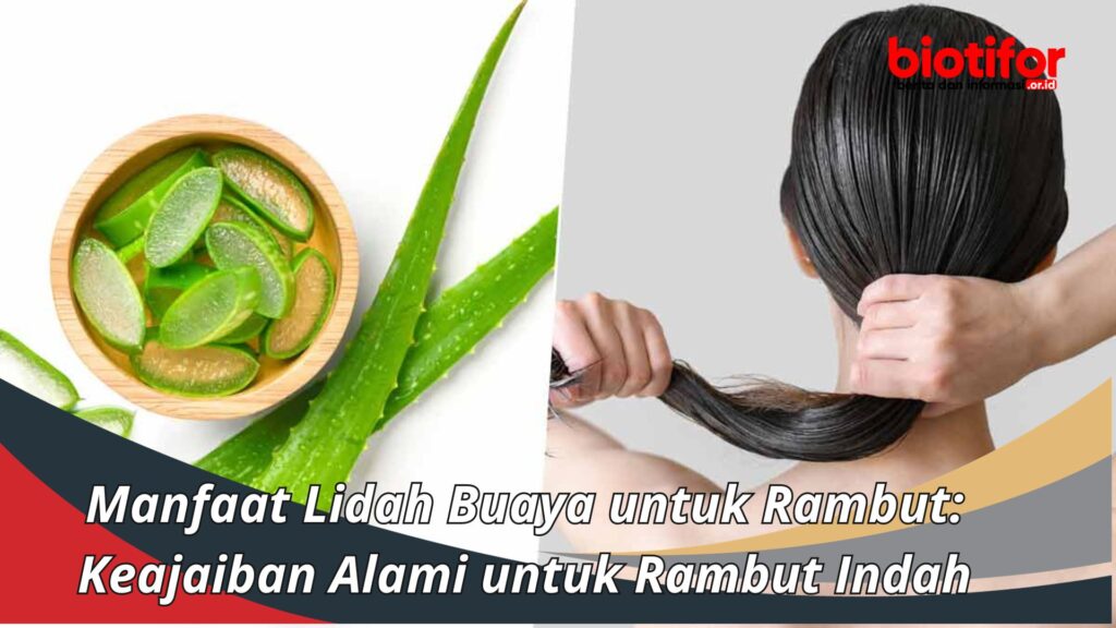 Manfaat Lidah Buaya Untuk Rambut Keajaiban Alami Untuk Rambut Indah