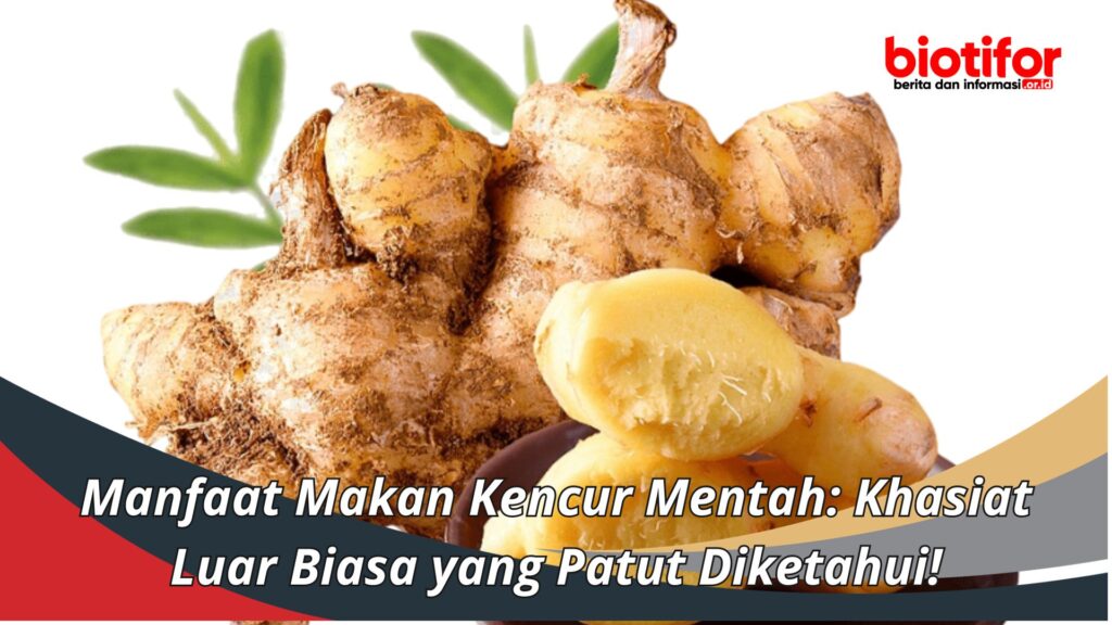 Manfaat Makan Kencur Mentah Khasiat Luar Biasa Yang Patut Diketahui