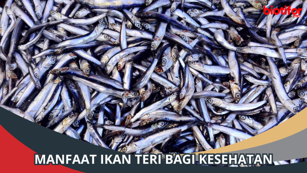 Manfaat Ikan Tongkol Ikan Yang Kaya Nutrisi Biotifor