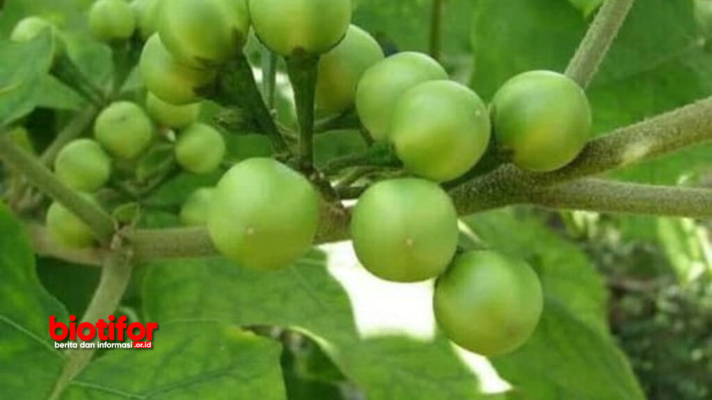 Khasiat Tersembunyi Manfaat Terong Pipit Buah Kecil Yang Penuh Manfaat