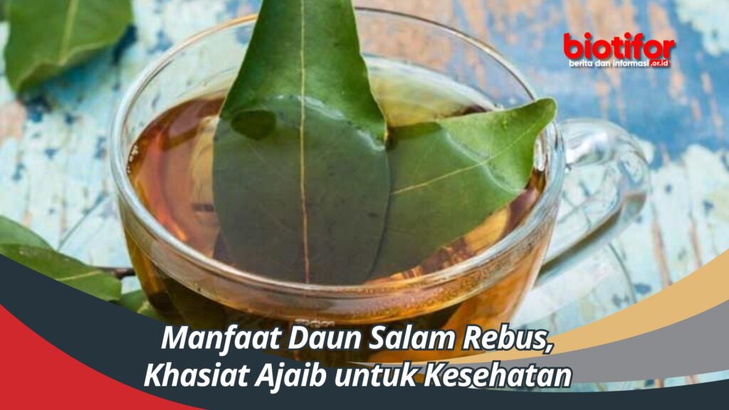 Manfaat Daun Salam Rebus Khasiat Ajaib Untuk Kesehatan Biotifor