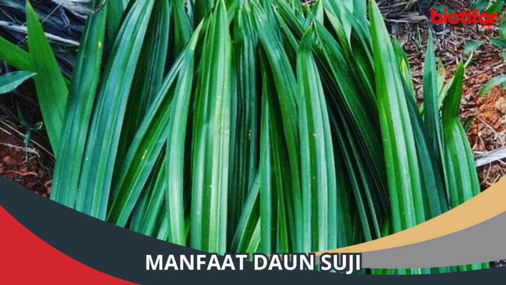 Manfaat Daun Suji Khasiat Dari Bahan Alami Yang Ajaib Biotifor