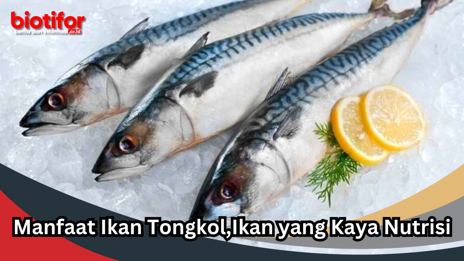 Manfaat Ikan Tongkol Ikan Yang Kaya Nutrisi Biotifor