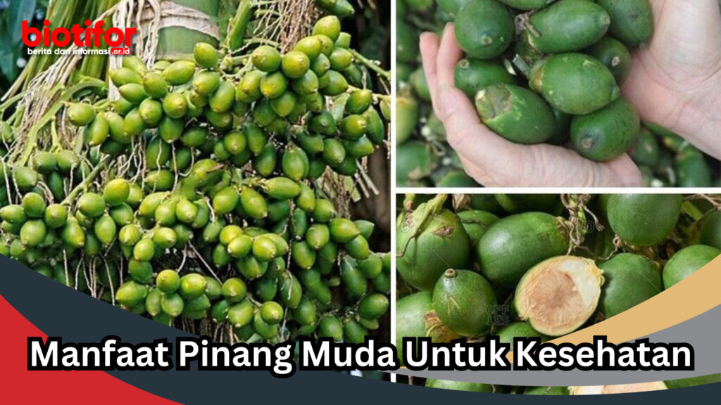 Manfaat Pinang Muda Untuk Kesehatan Biotifor