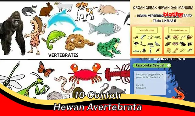 Mengenal 10 Contoh Hewan Avertebrata Penting