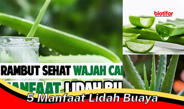 5 Manfaat Mengejutkan Lidah Buaya yang Bikin Ketagihan