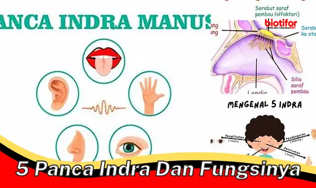 5 Panca Indra dan Fungsinya Penting untuk Kehidupan!