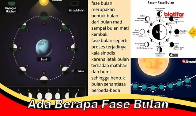 Mengenal Fase Bulan: Panduan Lengkap untuk Jumlah dan Jenisnya