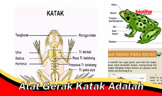 Rahasia Alat Gerak Katak yang Menakjubkan