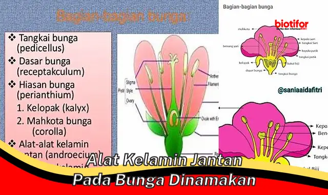 Anatomi Penting: Mengenal Alat Kelamin Jantan pada Bunga