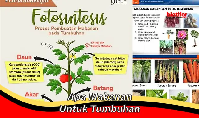 Panduan Lengkap: Makanan Penting untuk Pertumbuhan Tumbuhan Optimal