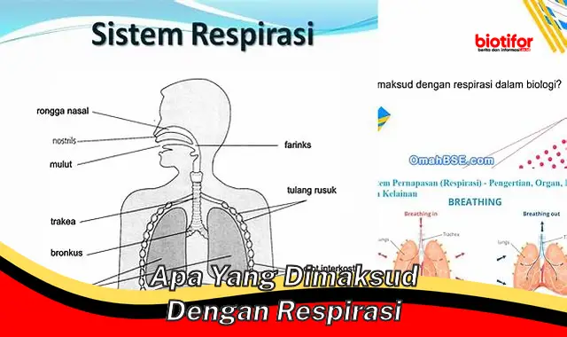 Memahami Respirasi: Proses Penting Kehidupan