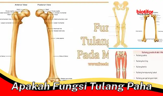 Pentingnya Tulang Paha: Fungsi dan Peran Esensialnya