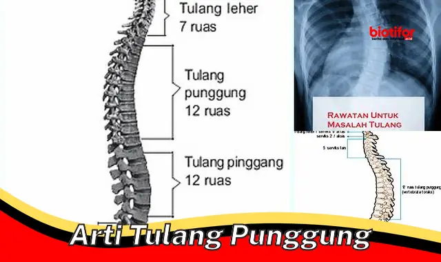 Arti Penting Tulang Punggung dalam Kehidupan