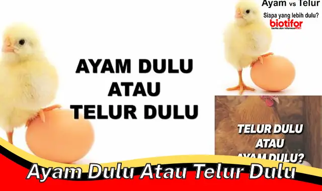 Misteri Klasik: Ayam Dulu atau Telur Dulu?