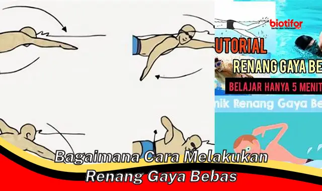 bagaimana cara melakukan renang gaya bebas