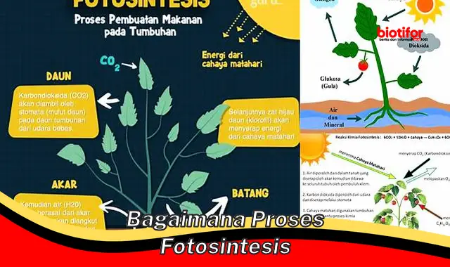 Panduan Lengkap: Memahami Proses Fotosintesis dengan Mudah