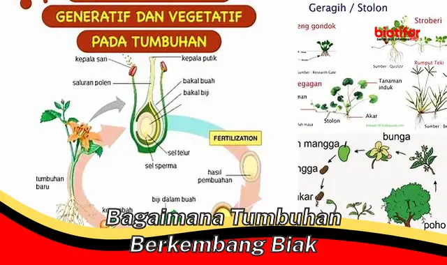 Panduan Lengkap: Bagaimana Tumbuhan Berkembang Biak