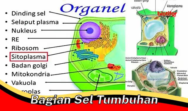 Bagian Sel Tumbuhan: Struktur, Fungsi, dan Pentingnya