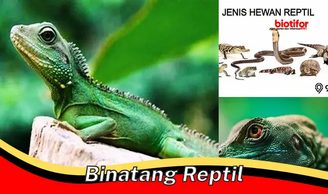 Ciri dan Keunikan Binatang Reptil