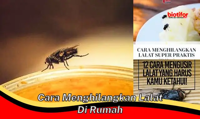 Panduan Lengkap: Cara Ampuh Mengusir Lalat dari Rumah