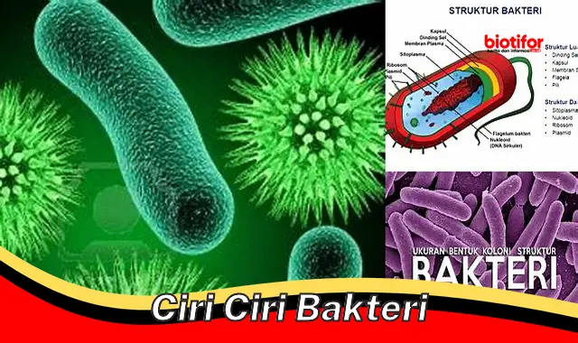 Ciri-ciri Bakteri: Karakteristik Penting yang Perlu Anda Ketahui - Biotifor