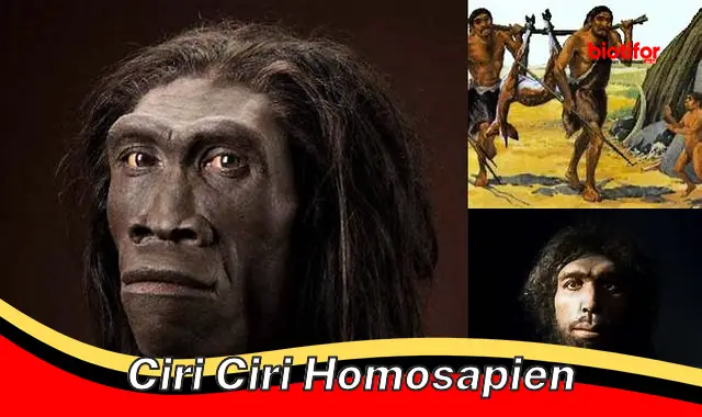 Mengenal Ciri-Ciri Unik Manusia Modern (Homo Sapiens) - Biotifor