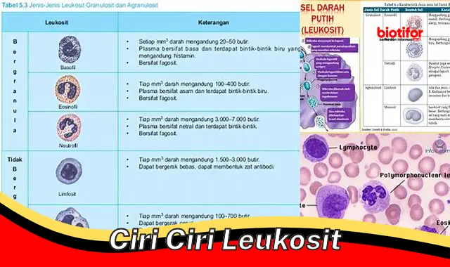 Ciri-ciri Penting Leukosit: Sel Pertahanan Tubuh