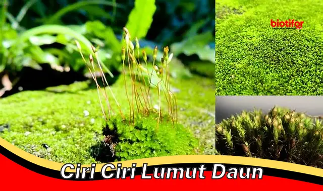 Ciri Khas Lumut Daun: Penting dalam Ekosistem