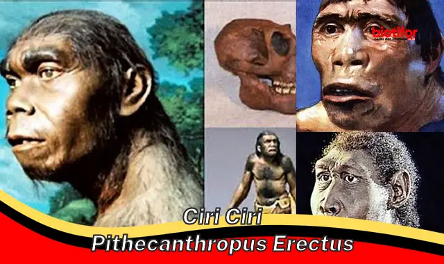 Mengenal Ciri-ciri Pithecanthropus Erectus: Manusia Purba dengan Karakteristik Unik