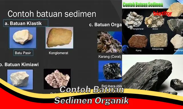 Jenis-jenis Batuan Sedimen Organik untuk Pemanfaatan Berkelanjutan