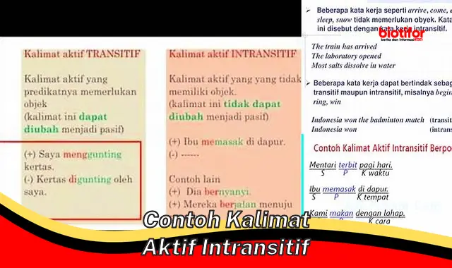 Ciri dan Contoh Kalimat Aktif Intransitif