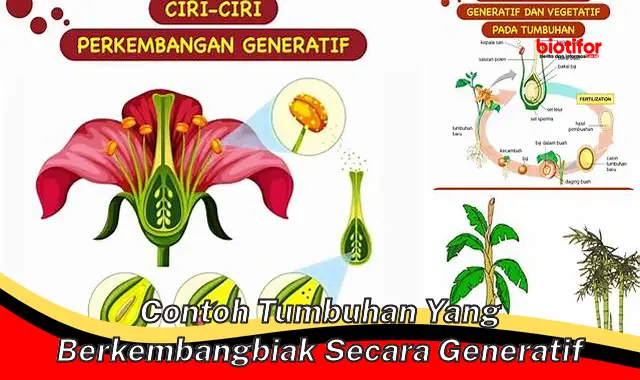 Panduan Lengkap: Contoh Tumbuhan yang Berkembang Biak Secara Generatif