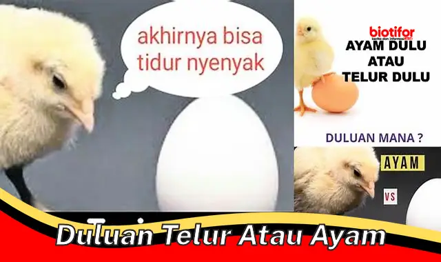 Pertanyaan Abadi: Duluan Telur atau Ayam - Rahasia Evolusi Terungkap